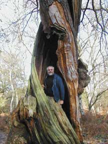 Sherwood Forest