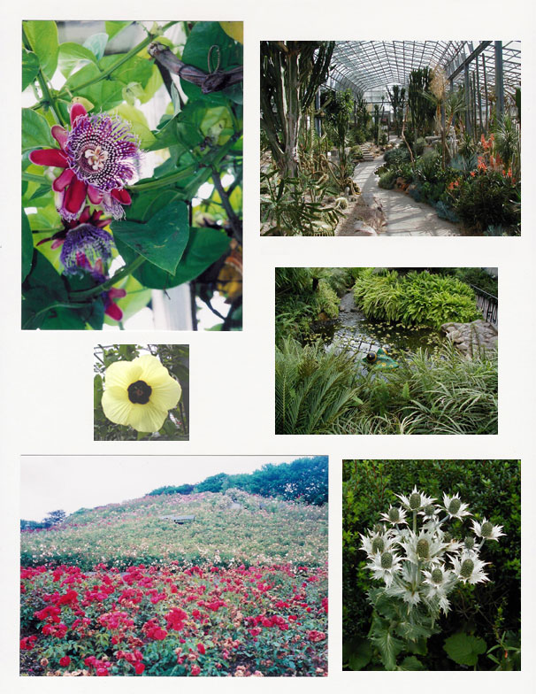 Winter Garden