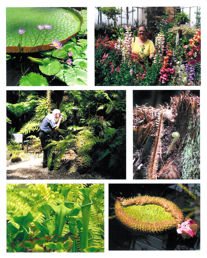 Winter Garden, Auckland, New Zealand