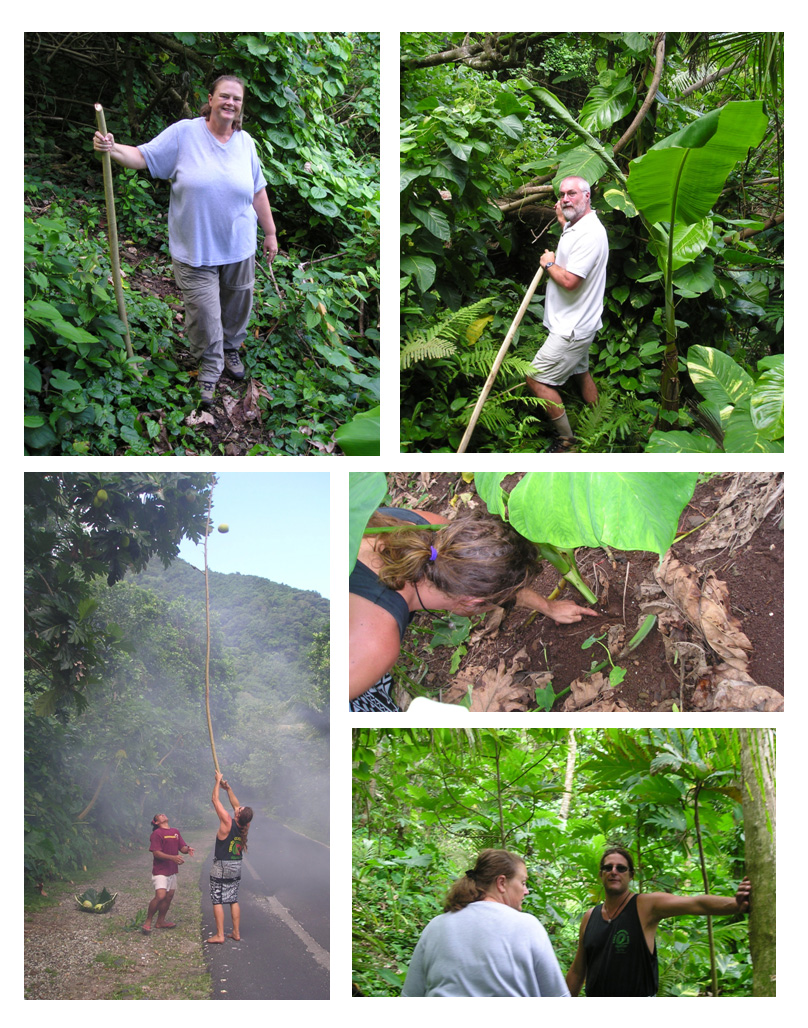 Tisa's Plantation, Alega Beach, American Samoa