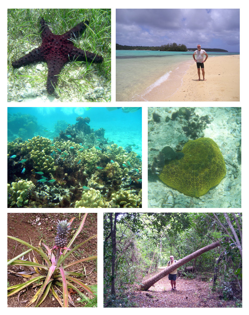 Mala Islandk, Vava'u Tonga