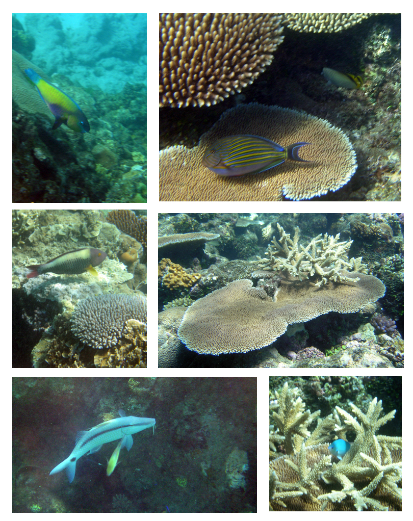 Octopus Resort Waya Island, Fiji