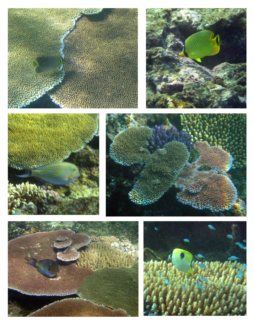 Octopus Resort Waya Island, Fiji