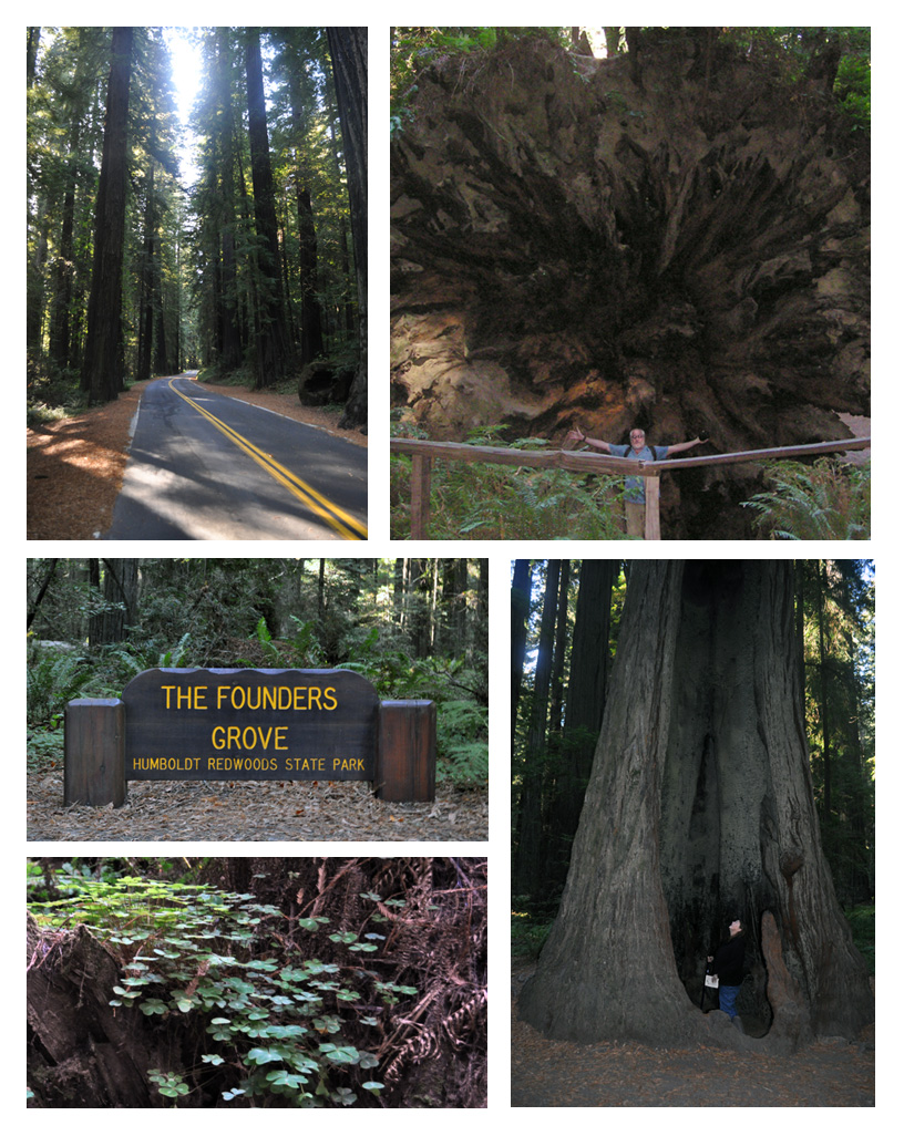 Avenue of the Giants