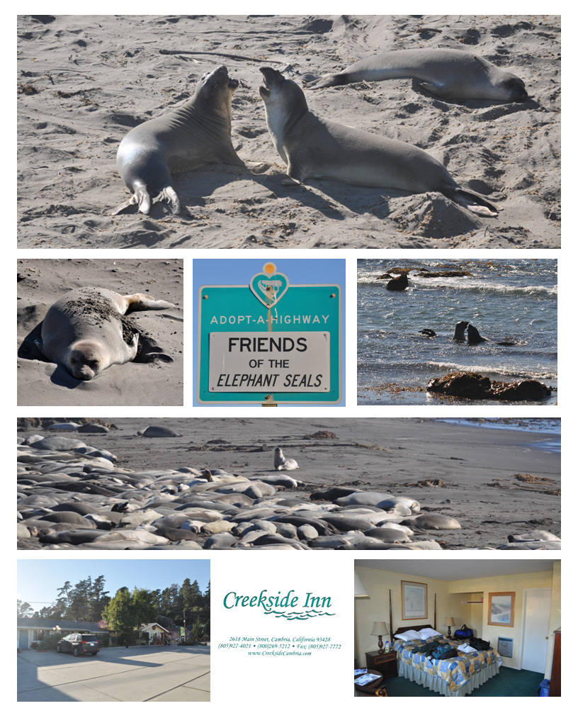 Elephant Seals