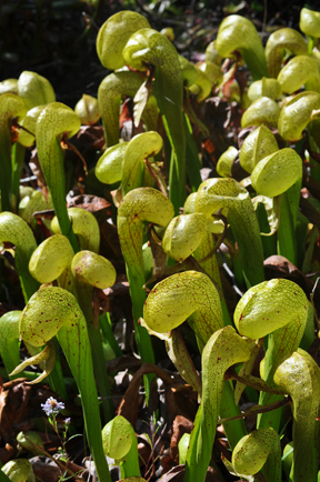 Darlingtonia