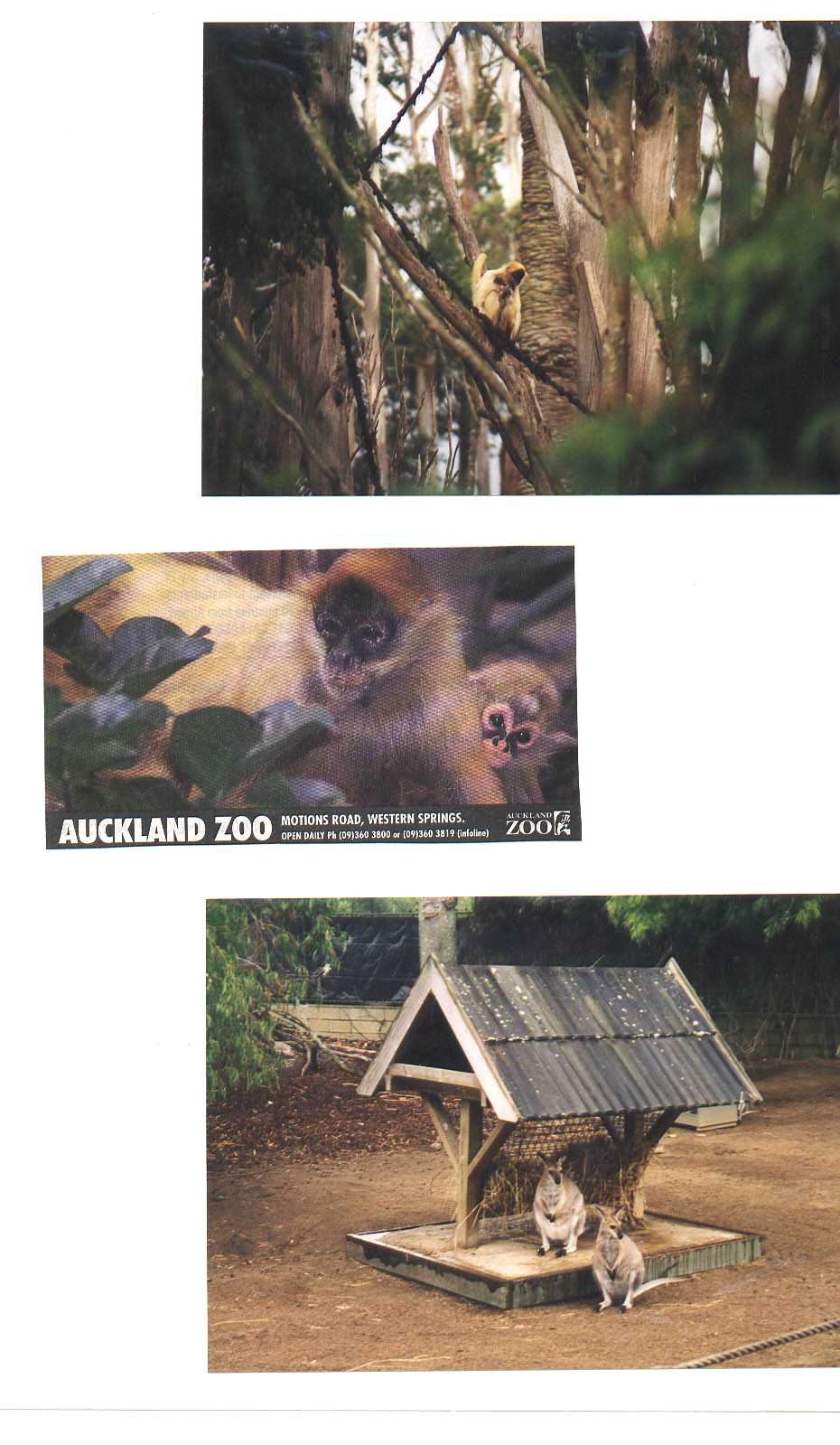 Auckland New Zealand