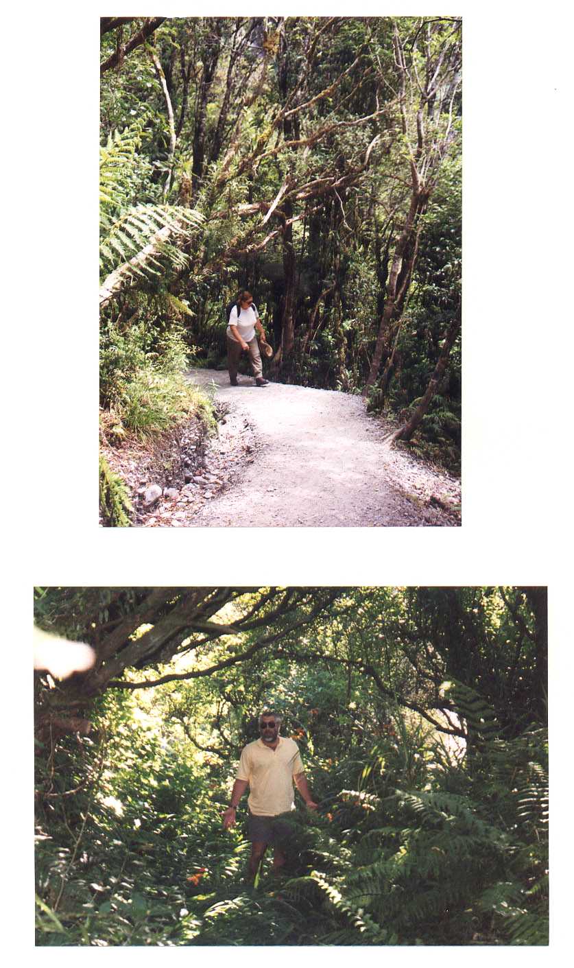 Franz Josef Glacier New Zealand