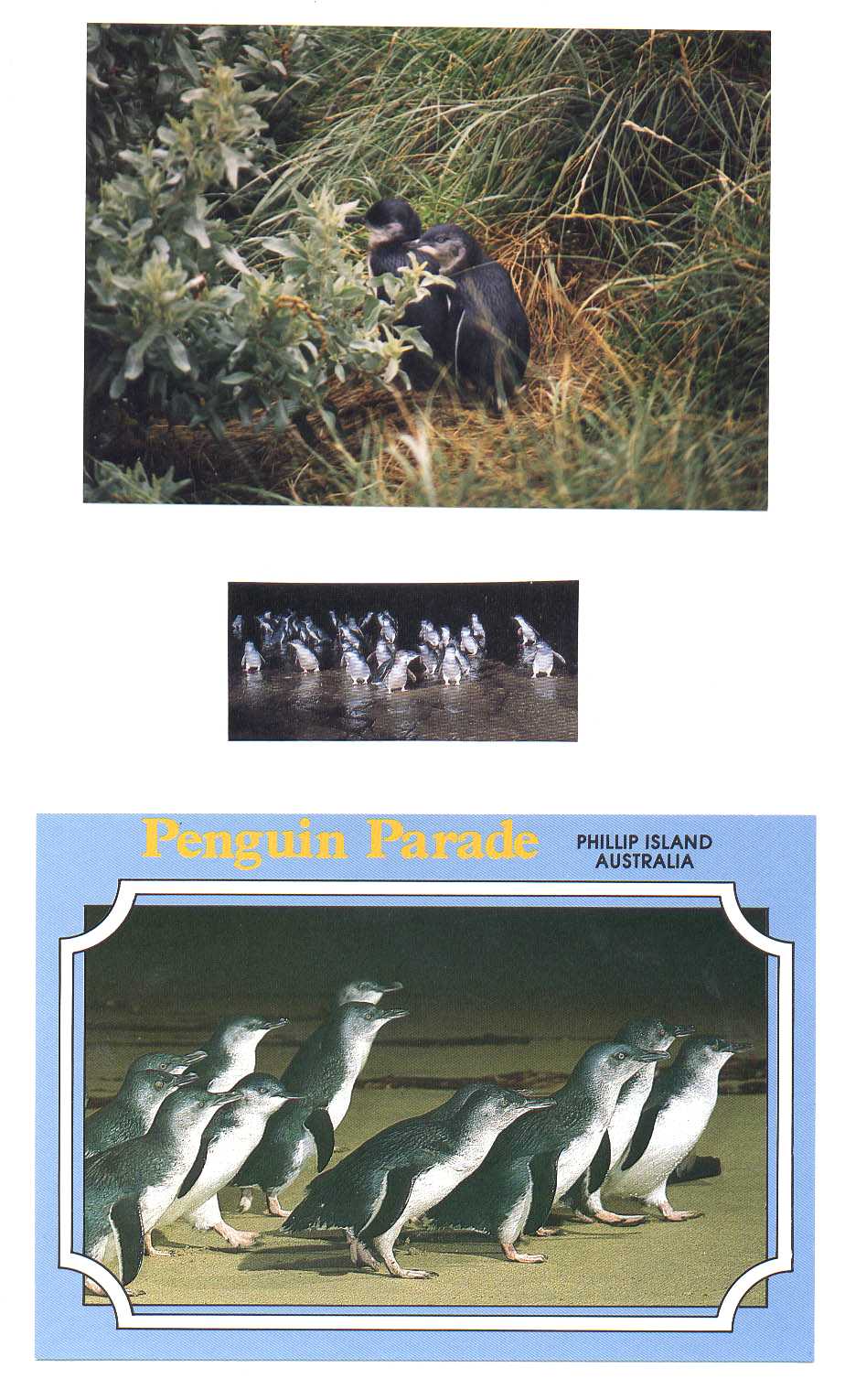 Phillip Island Australia