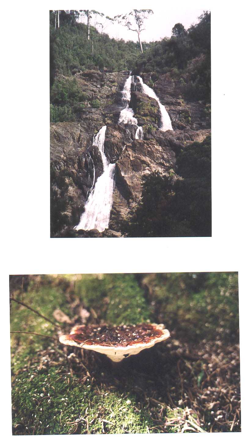 Saint Columbia Falls Tasmania Australia