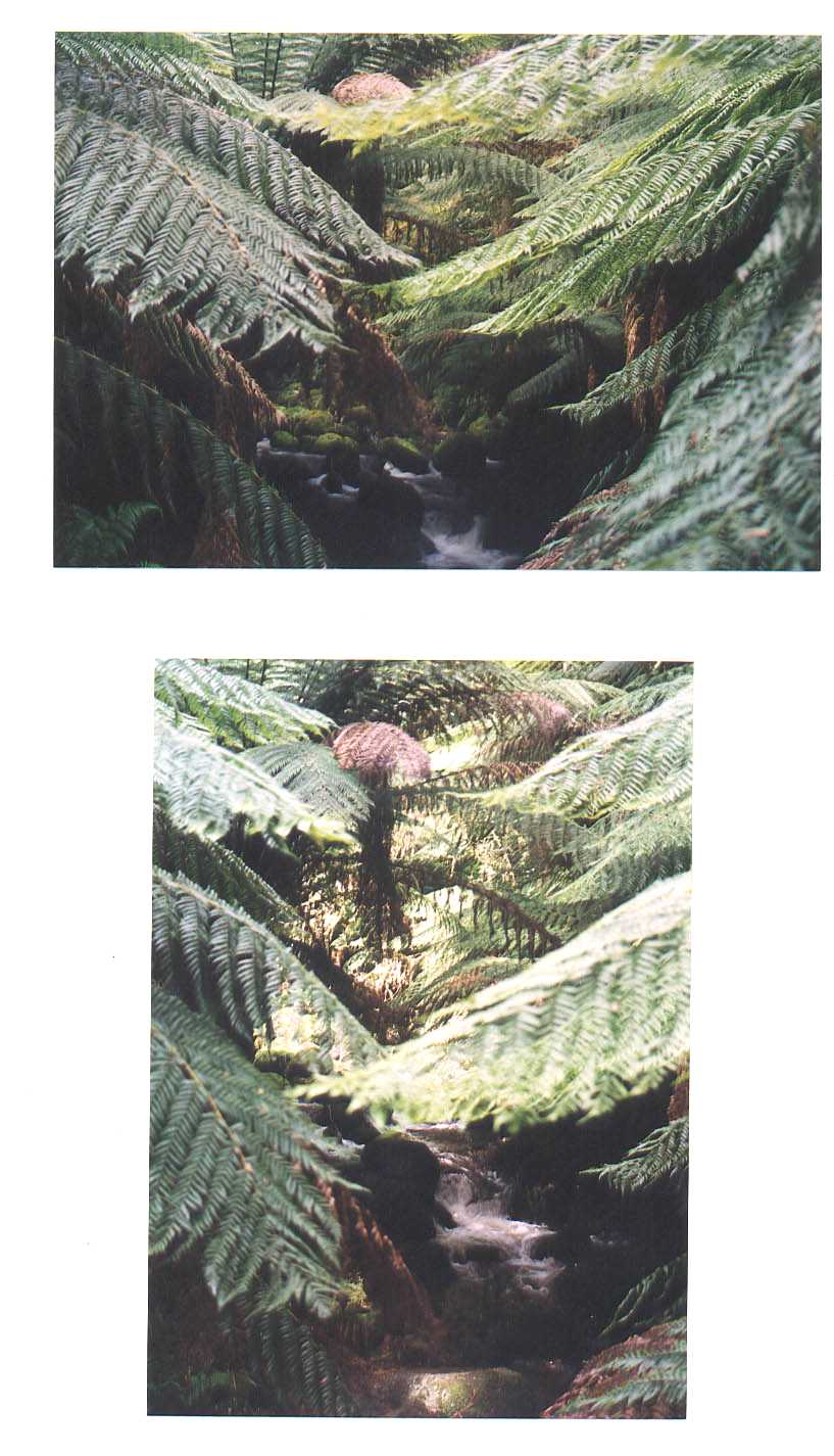 Road to Devonport Australia