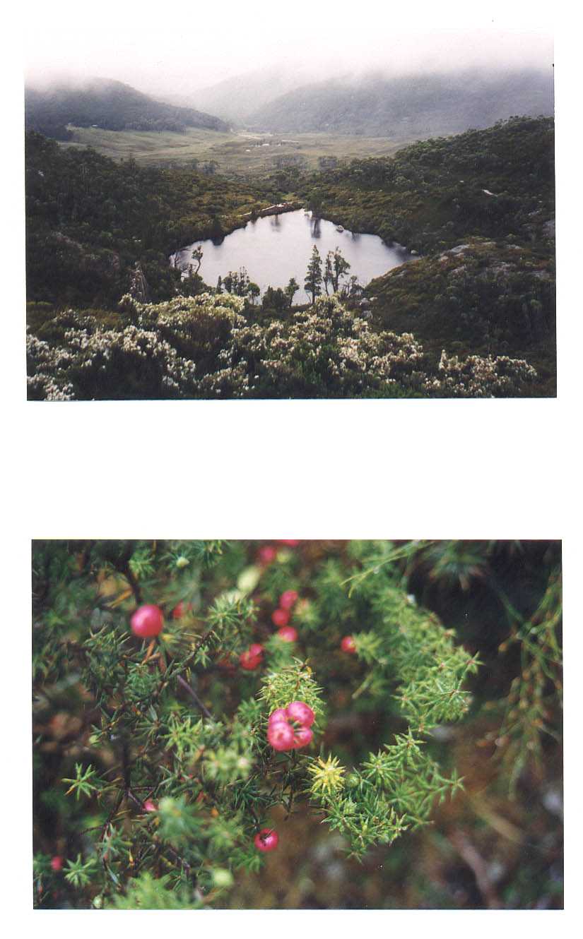 Cradle Mountain National Park Tasmania Australia