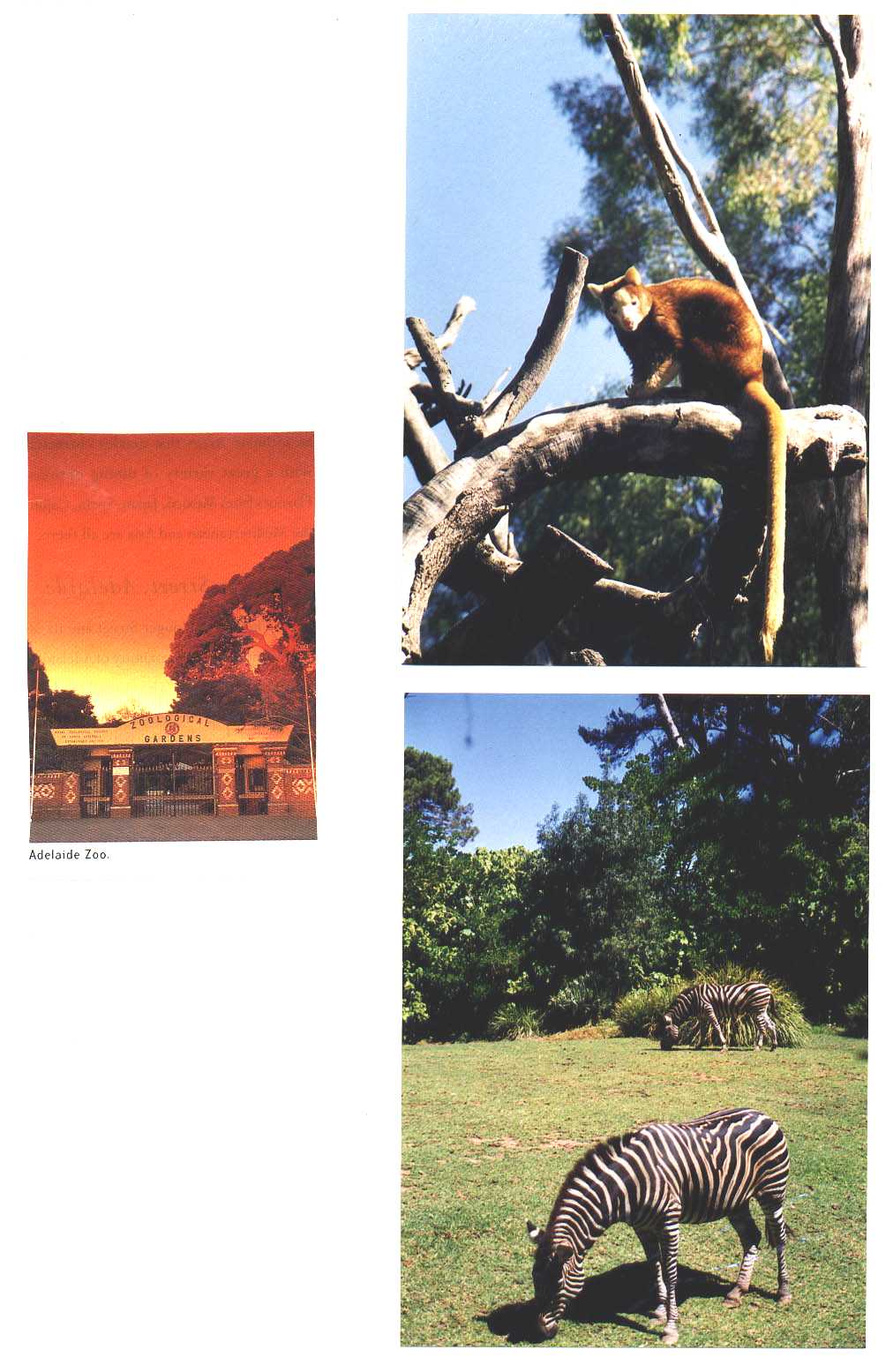 Adelaide Zoo Australia