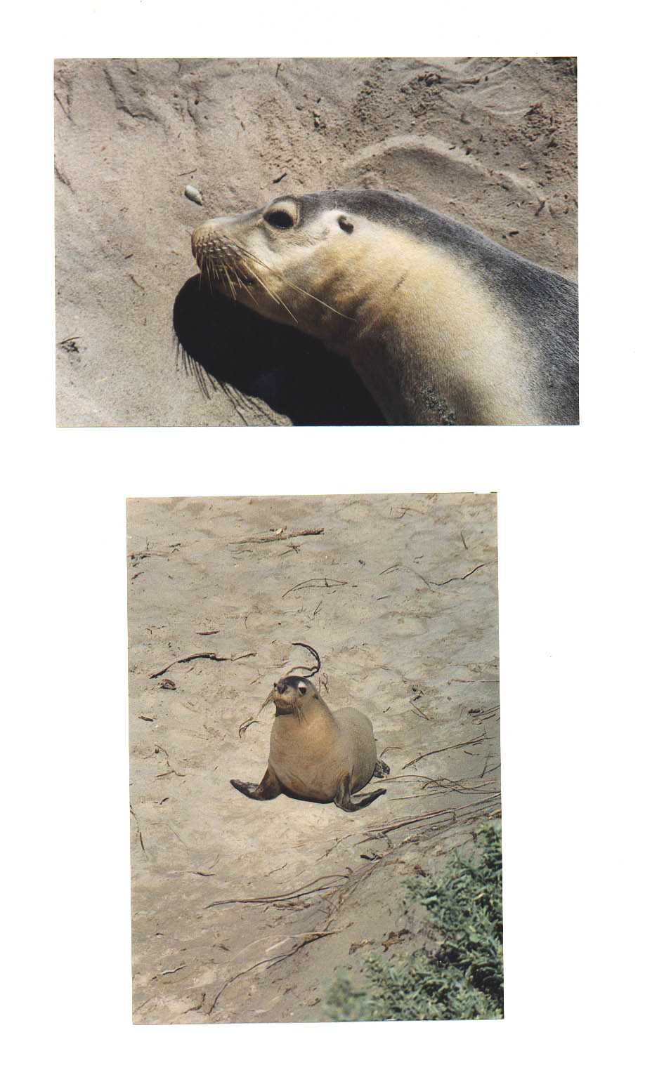 Kangaroo Island Australia