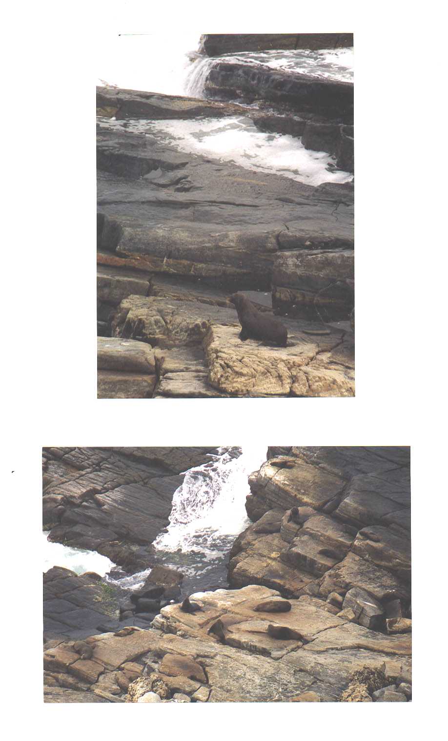 Kangaroo Island Australia