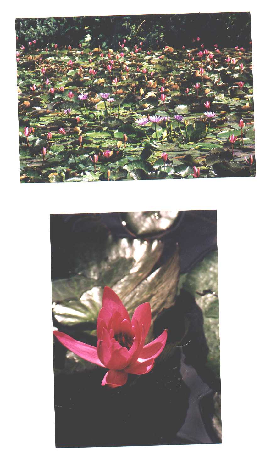 Botanical Gardens Brisbane Australia