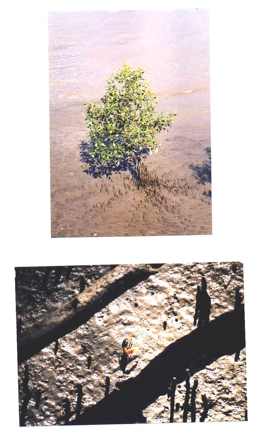 Botanical Gardens Brisbane Australia