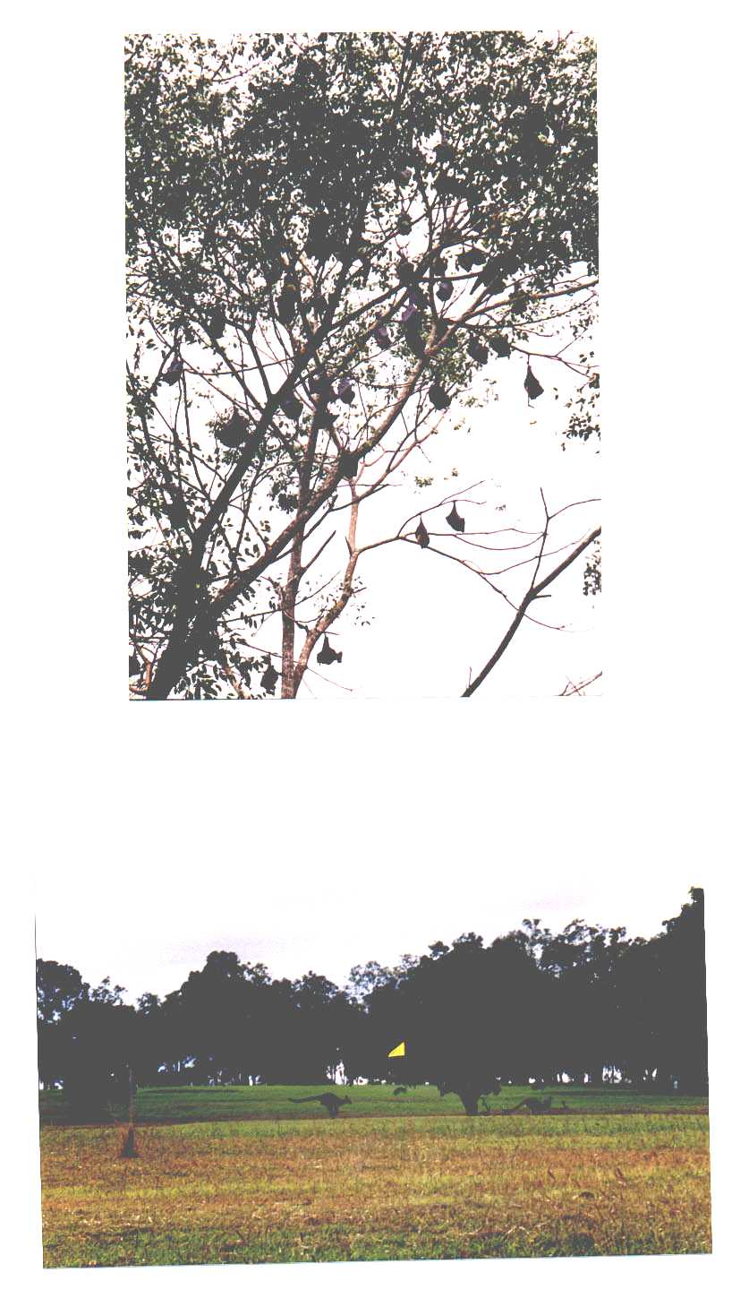 Atherton Tablelands Queensland Australia