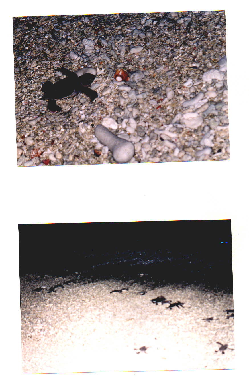 Lady Elliot Island Queensland Australia