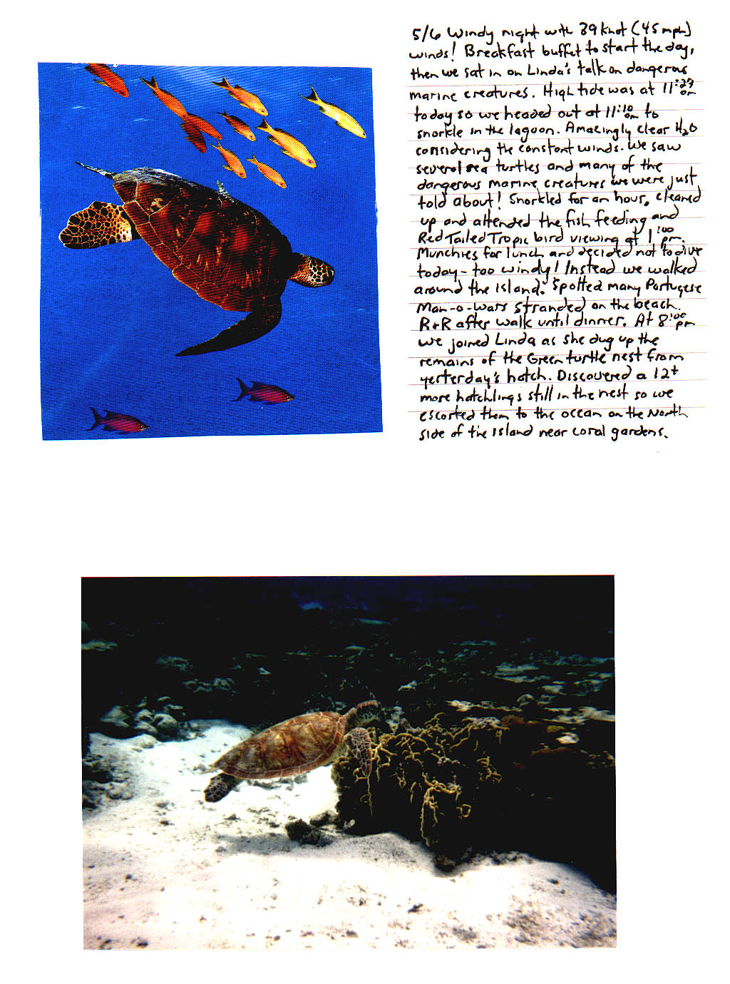 Lady Elliot Island Queensland Australia