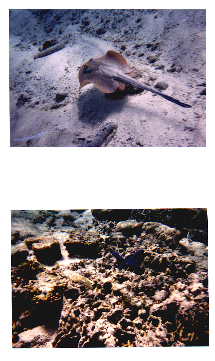 Lady Elliot Island Queensland Australia