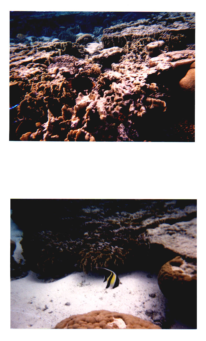 Lady Elliot Island Queensland Australia