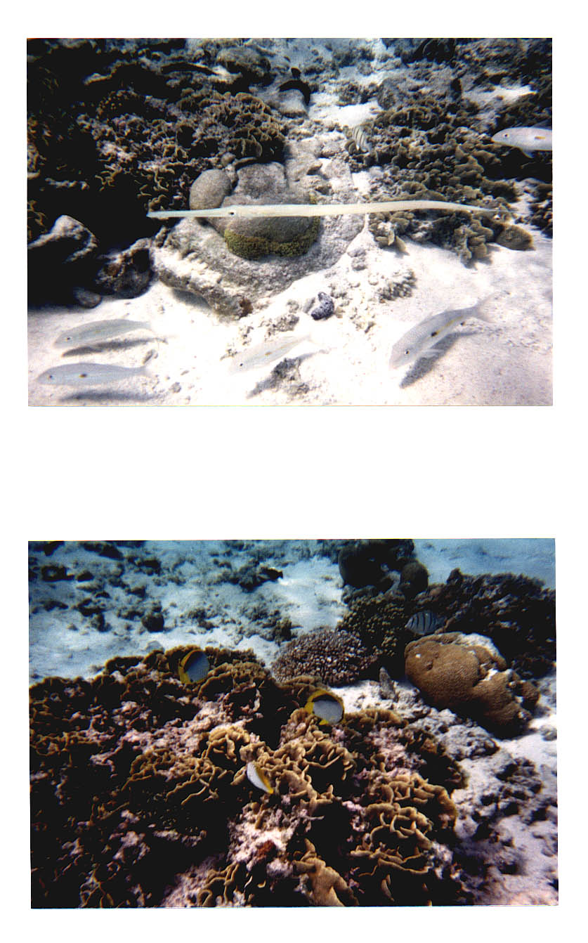 Lady Elliot Island Queensland Australia