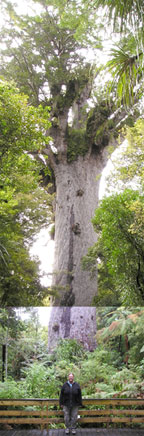 Tane Mahuta (god of the forest)